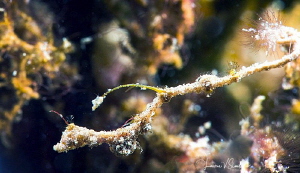 Lembeh Sea Dragon/Photographed with a Canon 60 mm macro l... by Laurie Slawson 